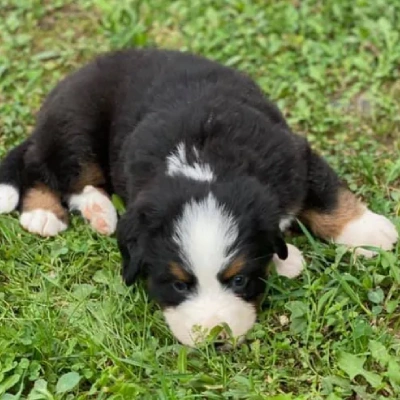 Bernese Mountain puppies for sale in Bikaner