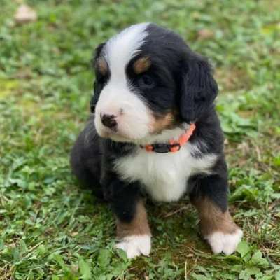 Bernese Mountain puppies for sale in Vijayawada