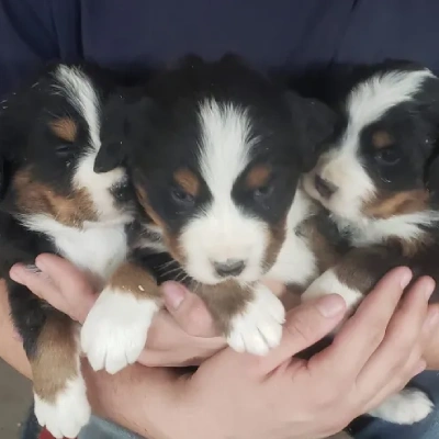 Bernese Mountain puppies for sale in Vijayawada