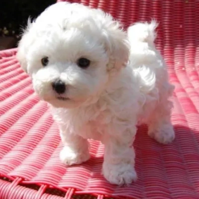 Bichon Frise puppies for sale in Udaipur