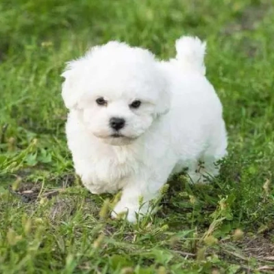 Bichon Frise puppies for sale in Gurgaon