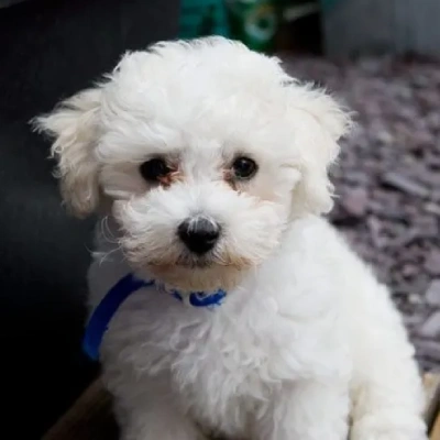 Bichon Frise puppies for sale in Vijayawada