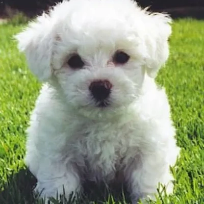 Bichon Frise puppies for sale in Bikaner