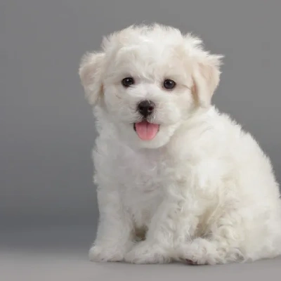 Bichon Frise puppies for sale in Gurgaon