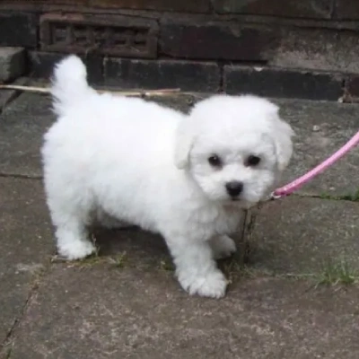 Bichon Frise puppies for sale in Udaipur