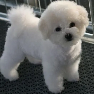 Bichon Frise puppies for sale in Udaipur