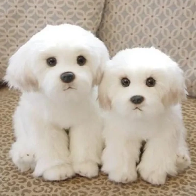 Bichon Frise puppies for sale in Bikaner