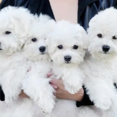 Bichon Frise puppies for sale in Vijayawada