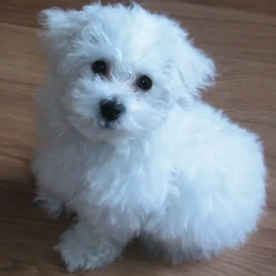 Bichon Frise puppies for sale in Udaipur