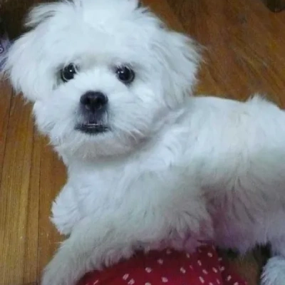 Bichon Frise puppies for sale in Gurgaon