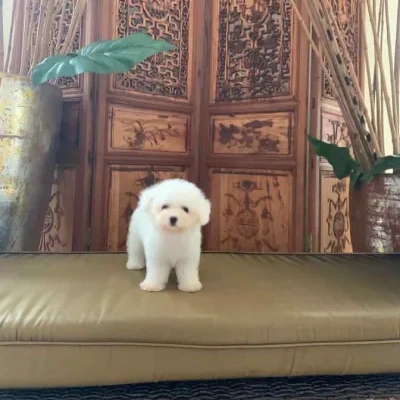 Bichon Frise puppies for sale in Bikaner