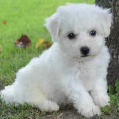 Bichon Frise puppies for sale in Vijayawada