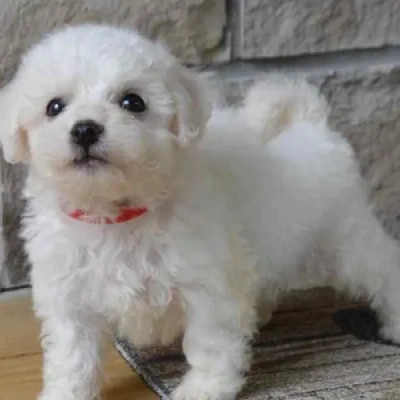 Bichon Frise puppies for sale in Vijayawada