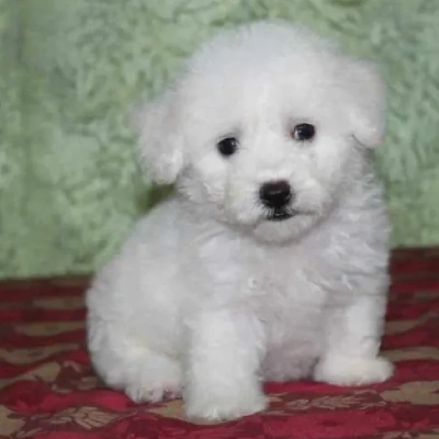 Bichon Frise puppies for sale in Bikaner