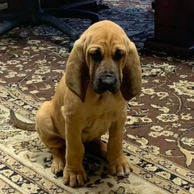 Bloodhound puppies for sale in Ajmer