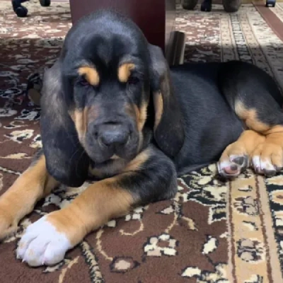 Bloodhound puppies for sale in Ajmer