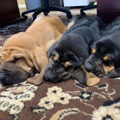 Bloodhound puppies for sale in Ajmer