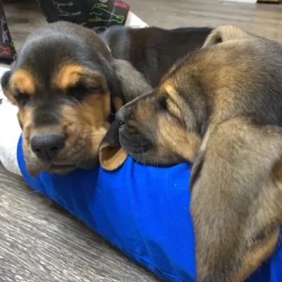 Bloodhound puppies for sale in Vijayawada