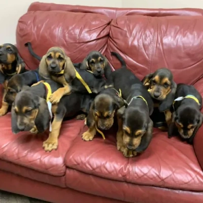 Bloodhound puppies for sale in Bikaner