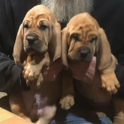 Bloodhound puppies for sale in Bikaner