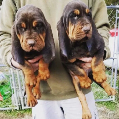 Bloodhound puppies for sale in Vijayawada