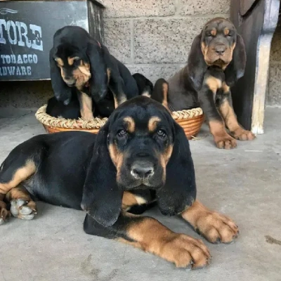 Bloodhound puppies for sale in Vijayawada