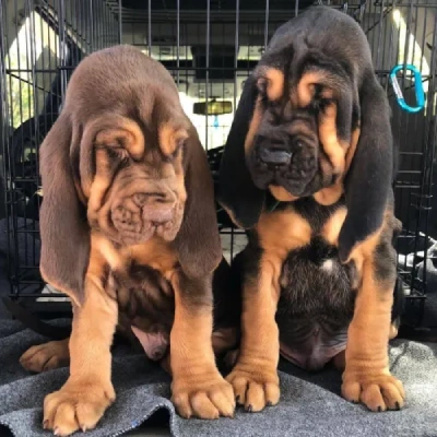 Bloodhound puppies for sale in Vijayawada