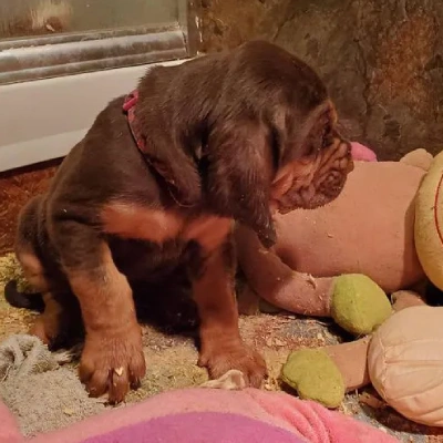 Bloodhound puppies for sale in Ajmer