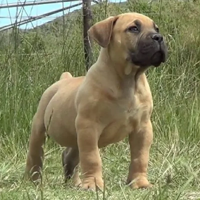 Boerboel puppies for sale in Bikaner