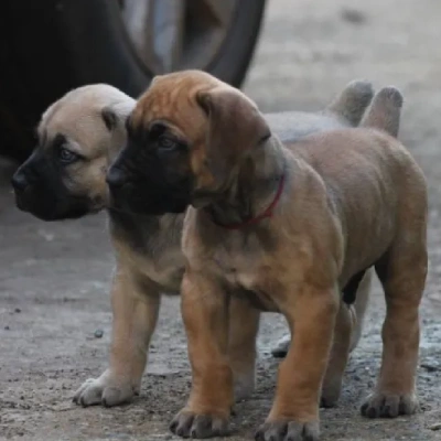 Boerboel puppies for sale in Bikaner