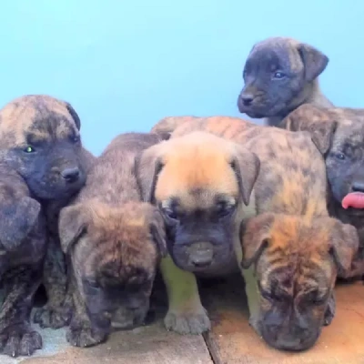 Boerboel puppies for sale in Vijayawada