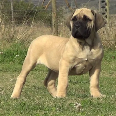 Boerboel puppies for sale in Bikaner