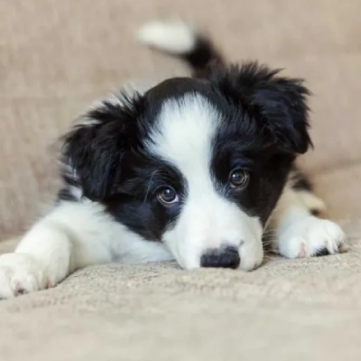 Border Collie puppies for sale in Vijayawada