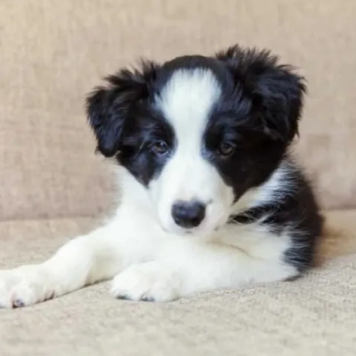 Border Collie puppies for sale in Vijayawada