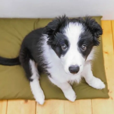 Border Collie puppies for sale in Ajmer