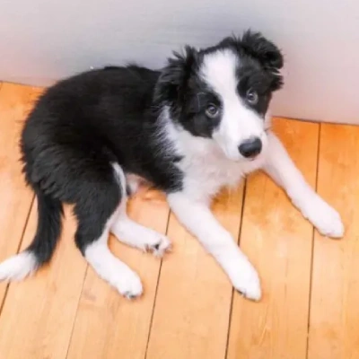 Border Collie puppies for sale