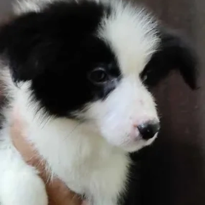 Border Collie puppies for sale in Vijayawada