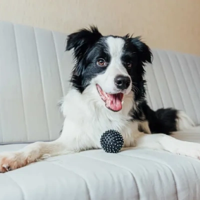 Border Collie puppies for sale in Bikaner