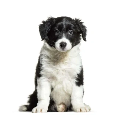 Border Collie puppies for sale in Ajmer