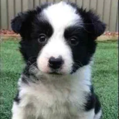 Border Collie puppies for sale in Bikaner