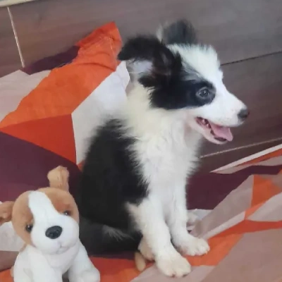 Border Collie puppies for sale in Ajmer