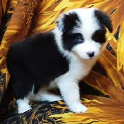 Border Collie puppies for sale in Bikaner