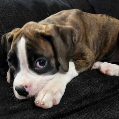 Boxer puppies for sale in Vijayawada