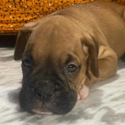 Boxer puppies for sale in Bikaner