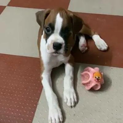 Boxer puppies for sale in Gurgaon