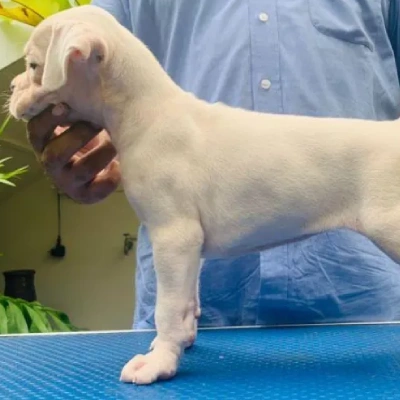 Boxer puppies for sale in Gurgaon