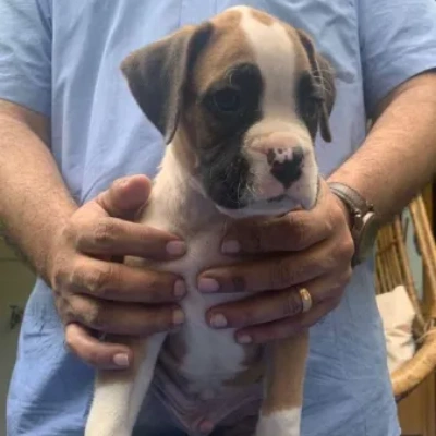 Boxer puppies for sale in Ajmer