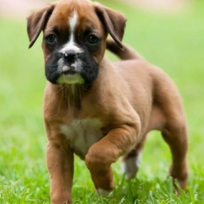 Boxer puppies for sale in Ajmer