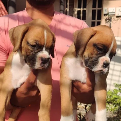 Boxer puppies for sale in Vijayawada