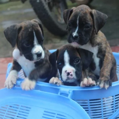 Boxer puppies for sale in Bikaner